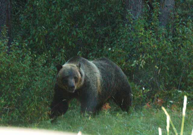 grizzly bear on 1A 